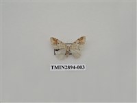 藏品(尺蛾633)的圖片